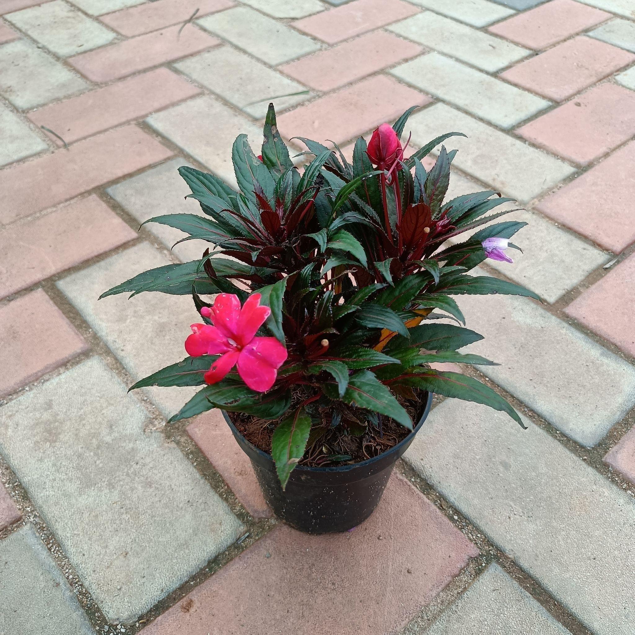 Impatiens Balsamina Red in 4 Inch Plastic Pot