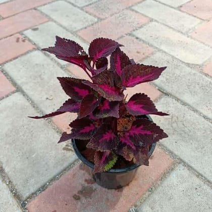 Coleus (Any color) in 4 Inch Plastic Pot