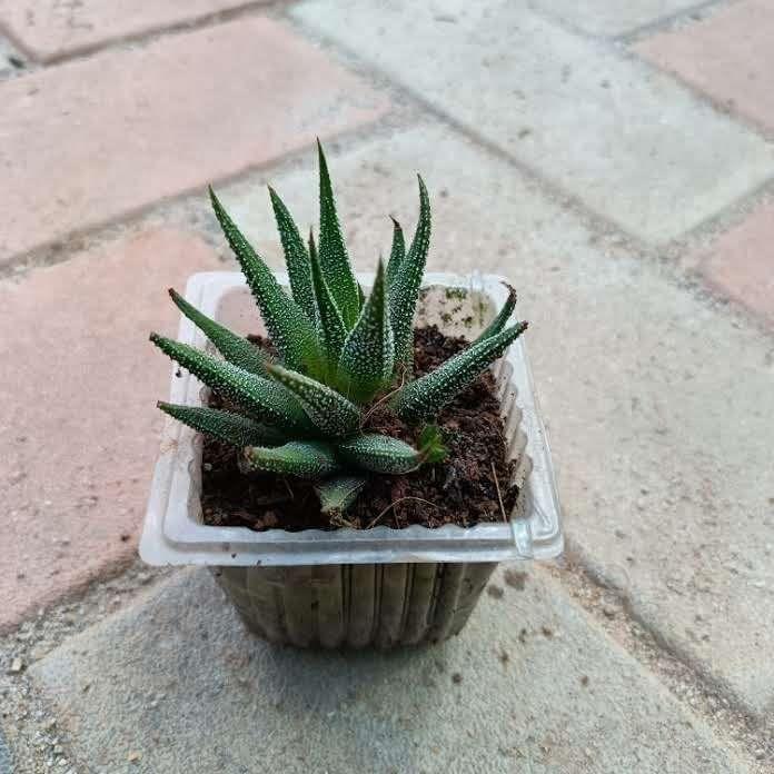 Haworthia Zebra Succulent in 3 Inch Plastic Pot