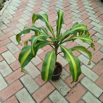 Dracaena Victoria in 8 Inch Plastic Pot