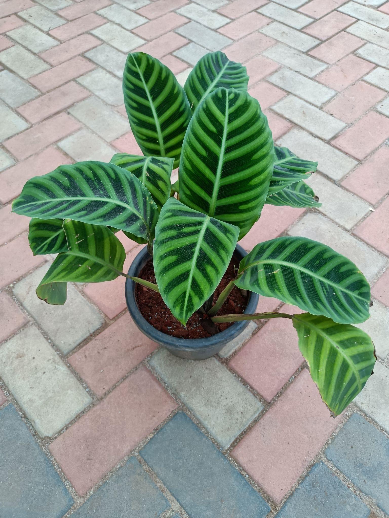 Maranta Exotic Calathea  in 10 Inch Plastic Pot