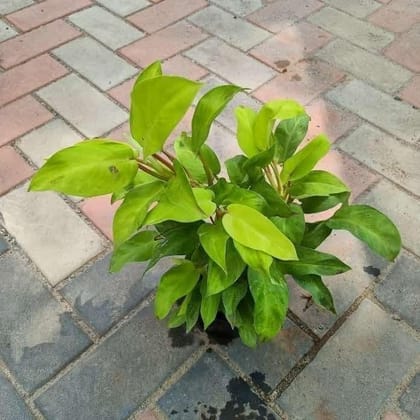 Philodendron Green in 5 Inch Plastic Pot