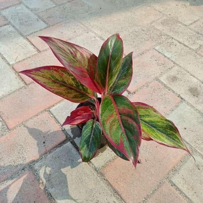 Aglaonema Cupsit in 4 Inch Plastic Pot