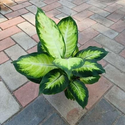 Dieffenbachia White in 6 Inch Plastic Pot