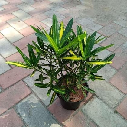 Croton Miniature in 6 Inch Plastic Pot