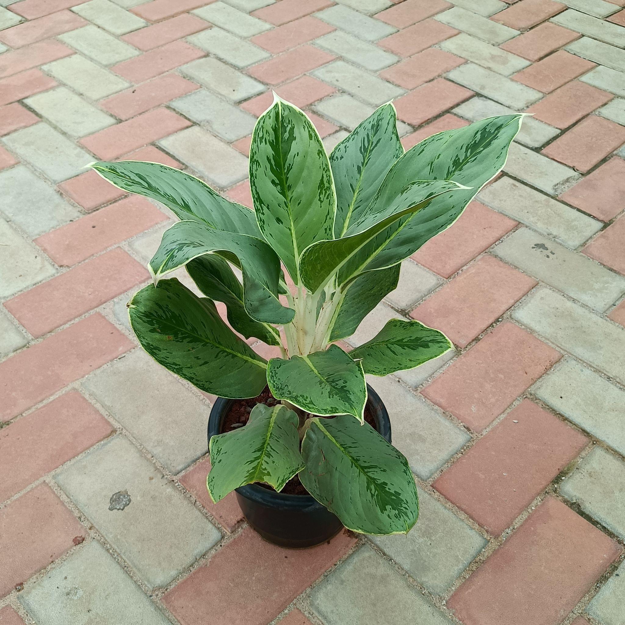 Aglaonema Snow White in 8 Inch Plastic Pot