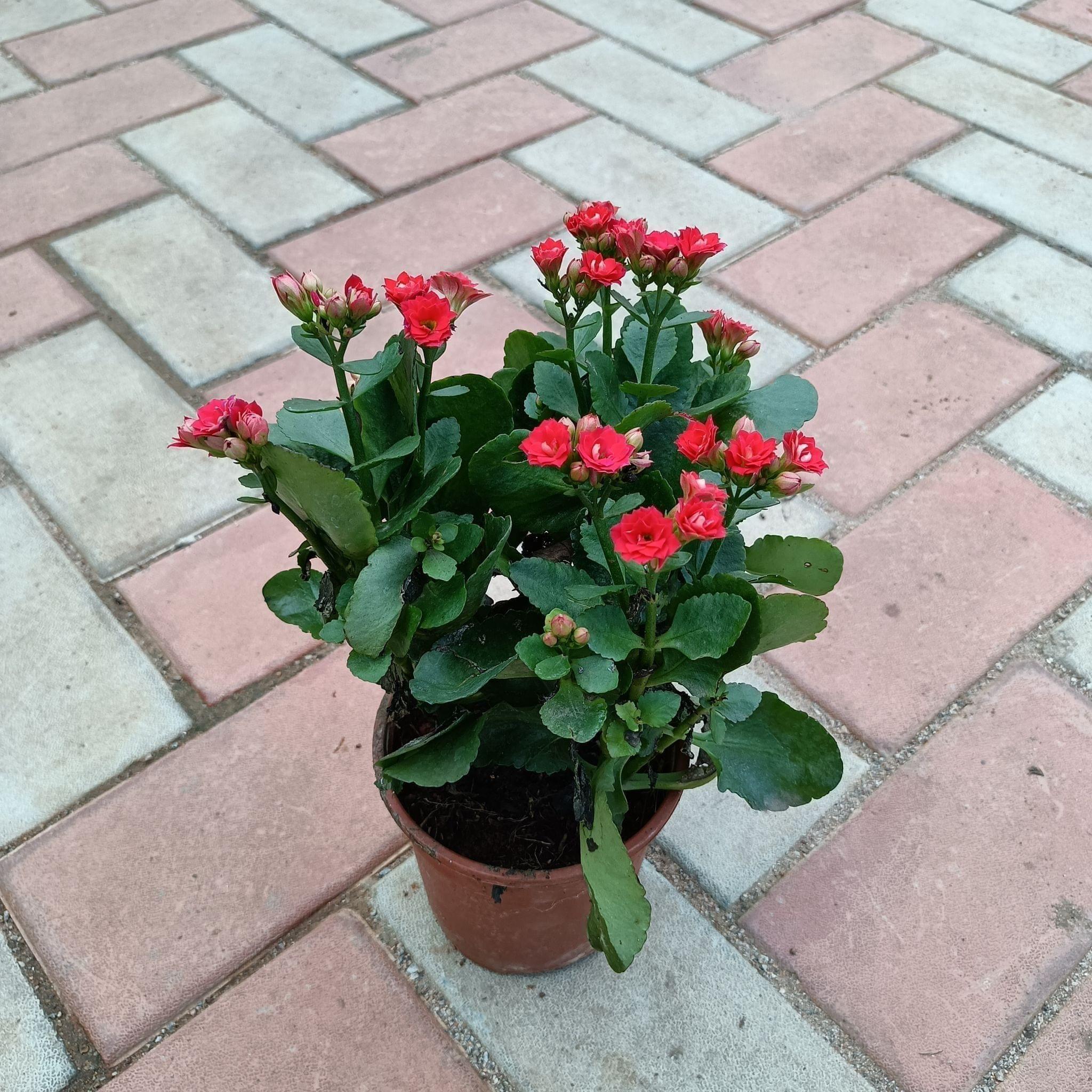 Kalanchoe Red in 5 Inch Plastic Pot