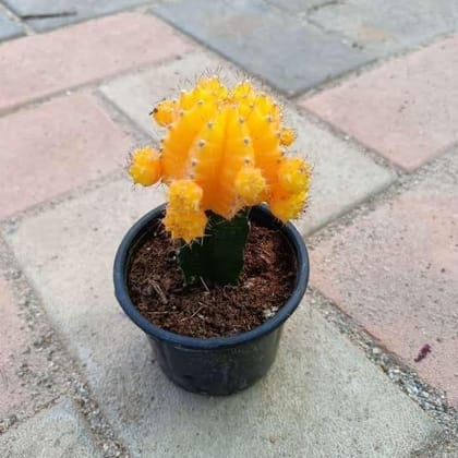 Moon Cactus Yellow in 3 Inch Plastic Pot