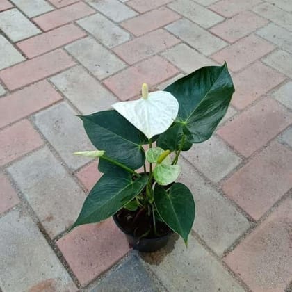 Anthurium White in 5 Inch Plastic Pot