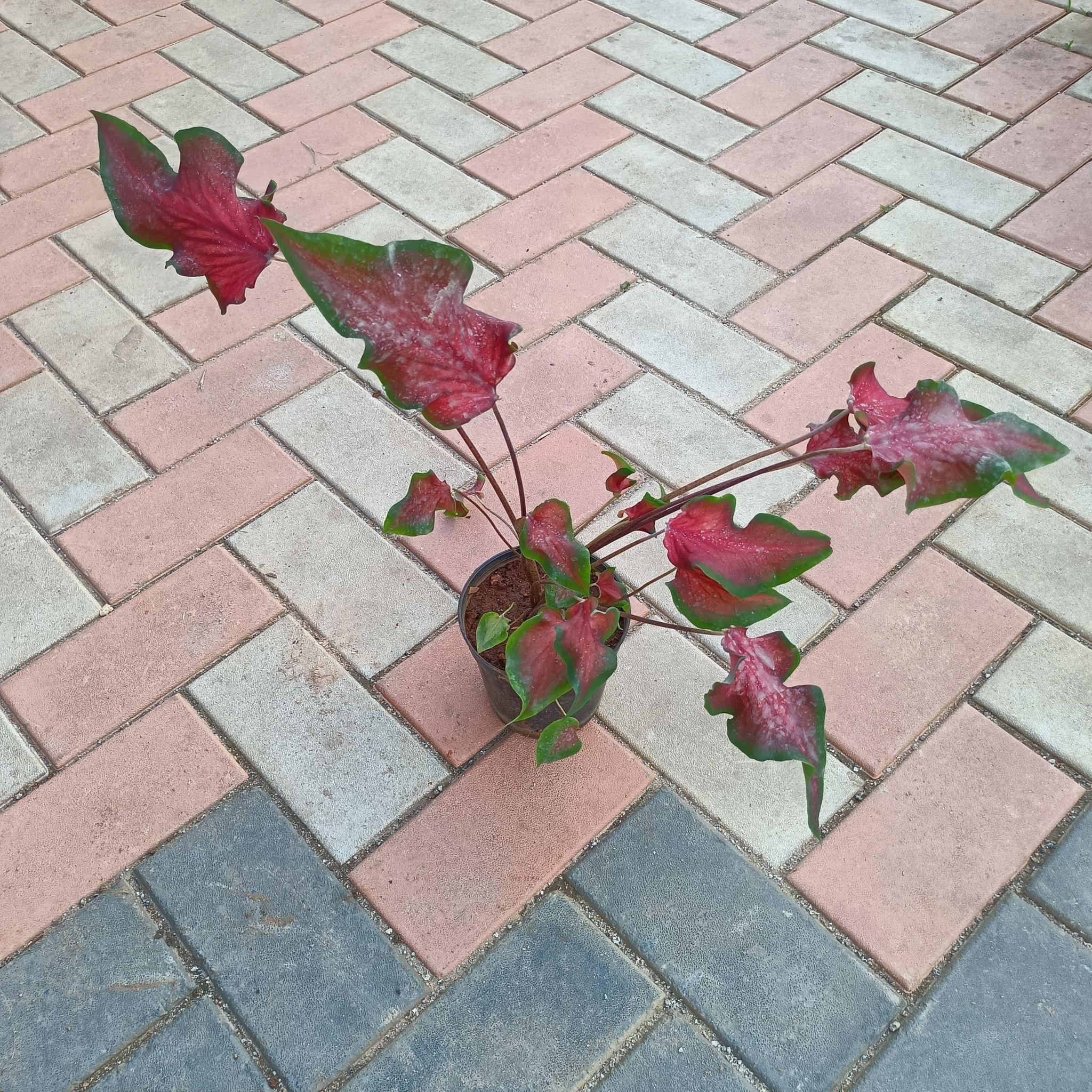 Caladium Red in 5 Inch Plastic Pot