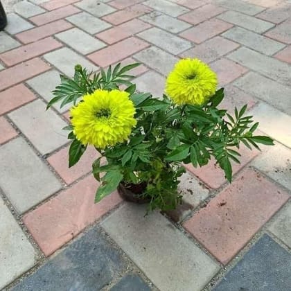 Marigold Yellow in 4 Inch Nursery Bag