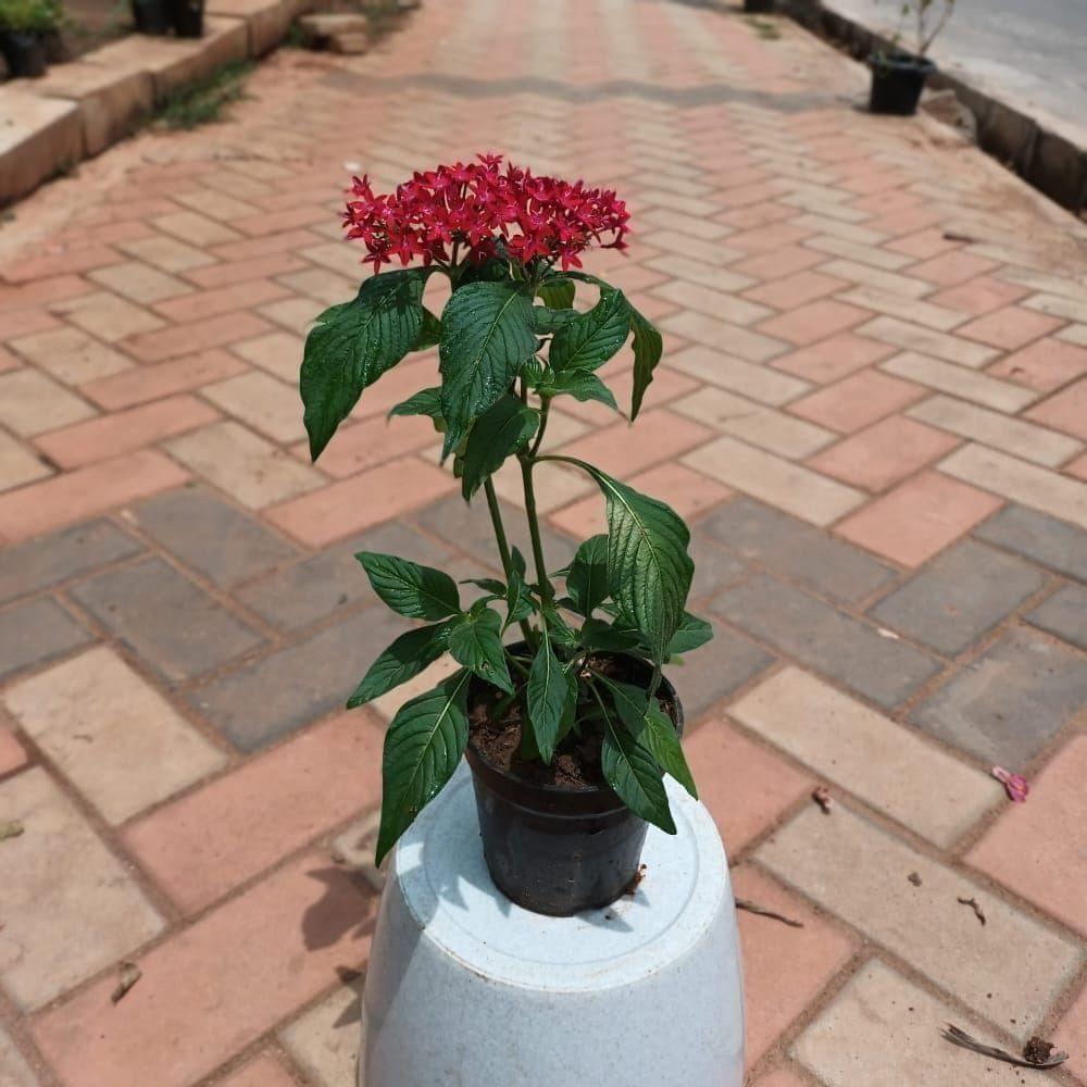 Pentas Red in 4 Inch Plastic Pot