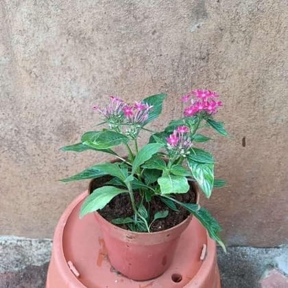 Pentas Any colour  in 5 Inch Plastic Pot