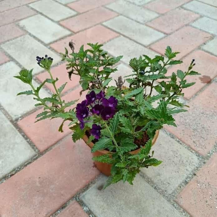 Verbena Purple in 5 Inch Plastic Pot