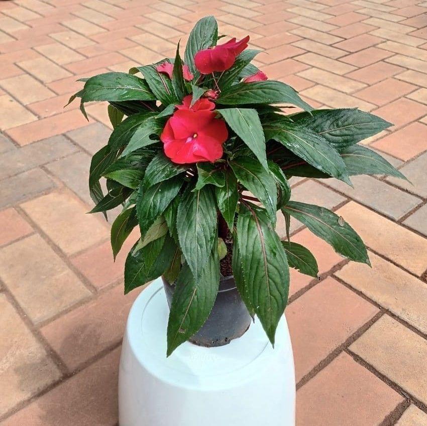 Impatiens /Balsamina Plant (any colour) in 5 Inch Plastic Pot