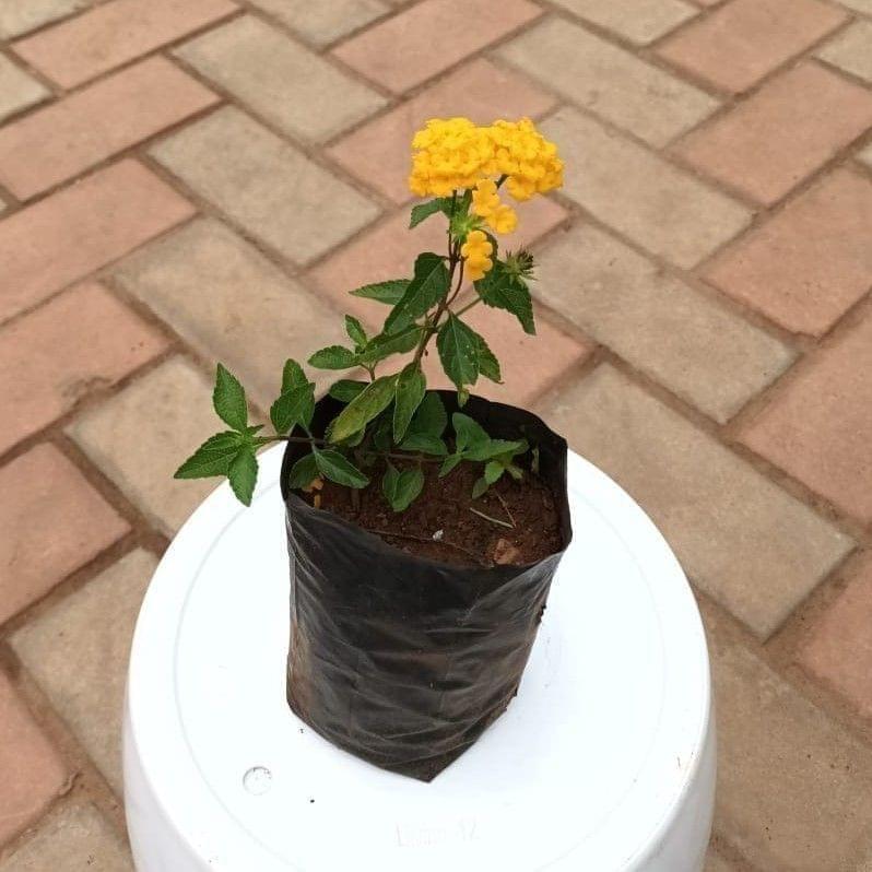 Lantana Yellow in 3 Inch Nursery Bag