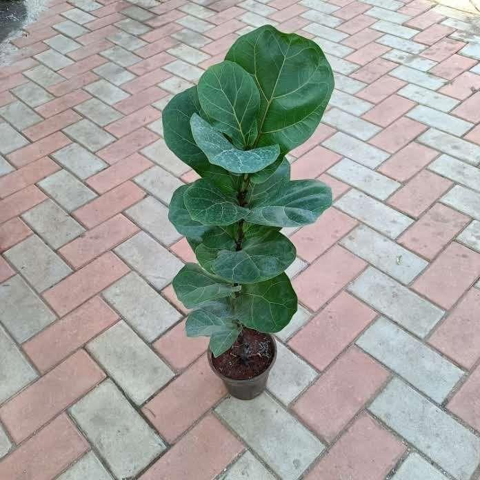 Fiddle Leaf Fig (small leaf) ~ 2-3 ft in 5 Inch Plastic Pot