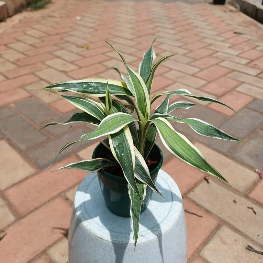 Lucky Bamboo Soil Variegated in 4 Inch Plastic Pot