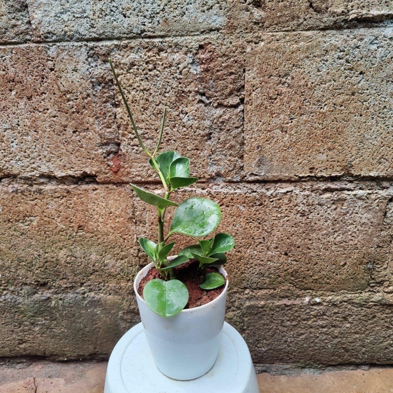 Peperomia in 4 Inch Premium Plastic Pot (any colour)