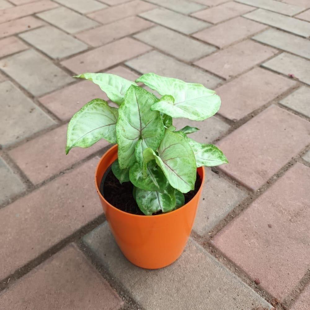 Syngonium Yellow in 5 Inch Elegant Plastic Pot (colour may vary)