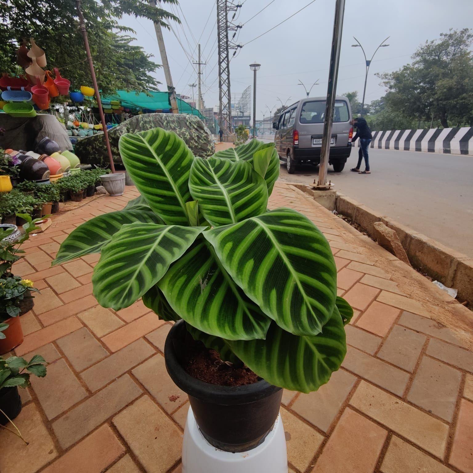 Exotic Calathea  Green in 8 Inch Plastic Pot