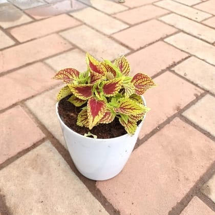 Coleus Red & Green in 5 Inch Plastic Pot