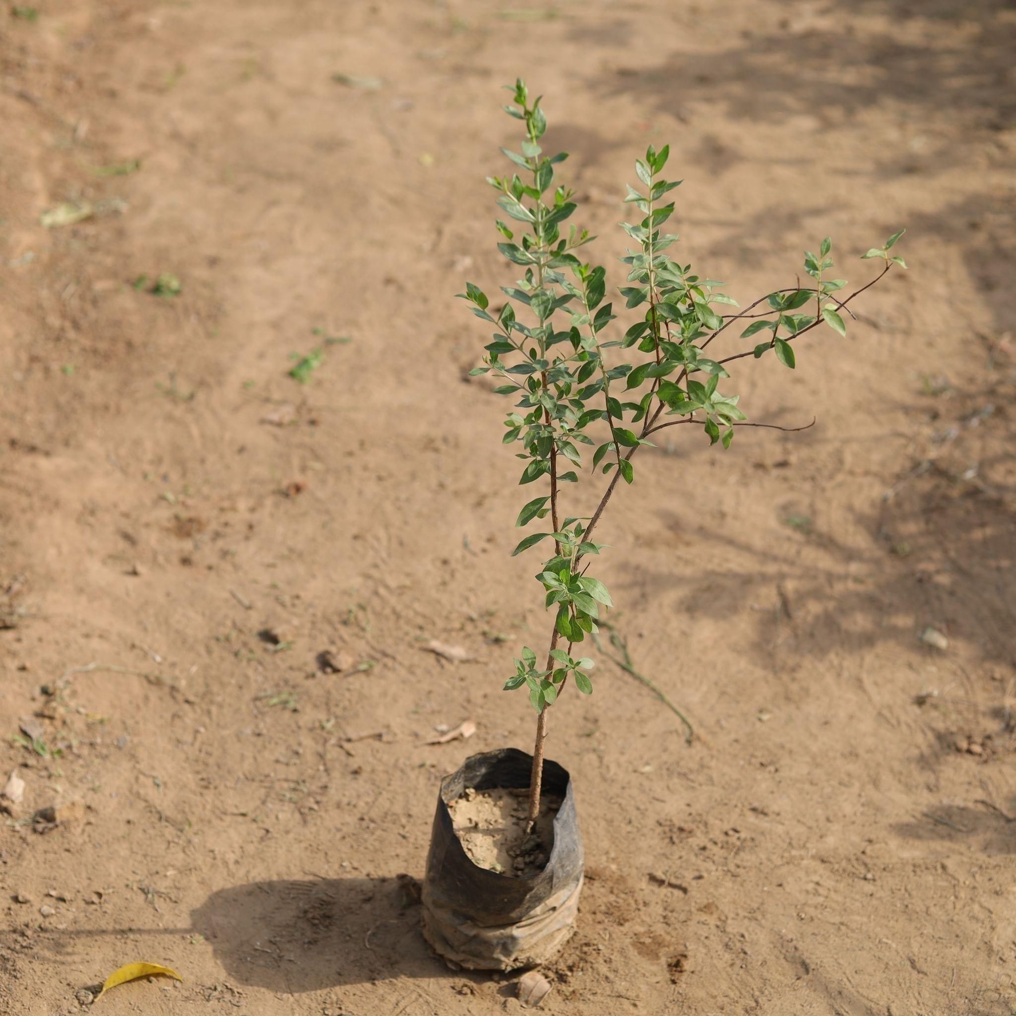 Organic Henna | Lawsonia Inermis Plant - Mudbrick Herb Cottage