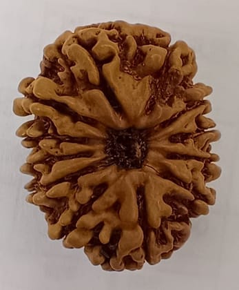 12 mukhi Rudraksh