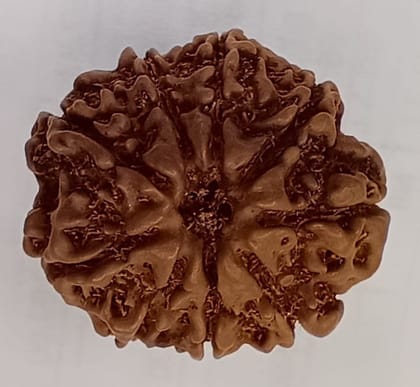 9 Mukhi Rudraksh