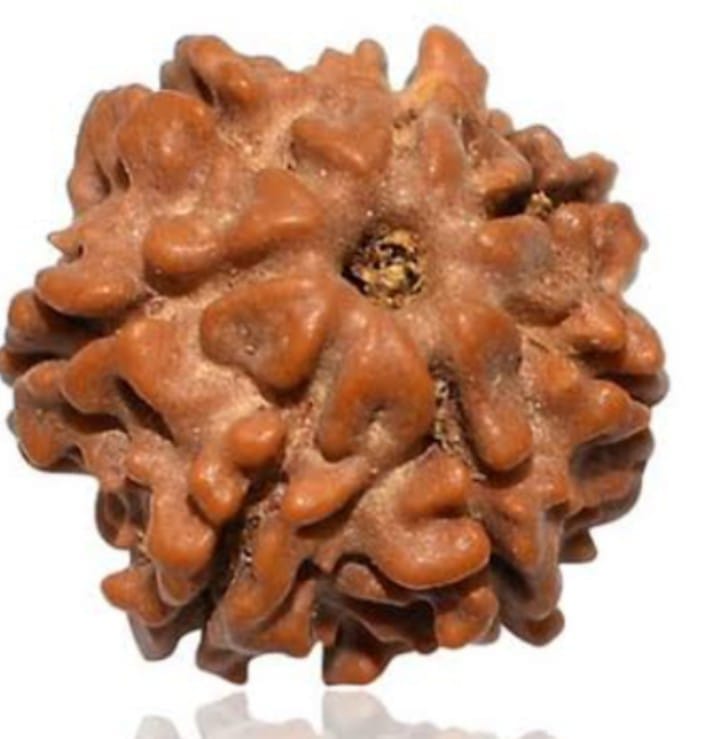 7 Mukhi Rudraksh