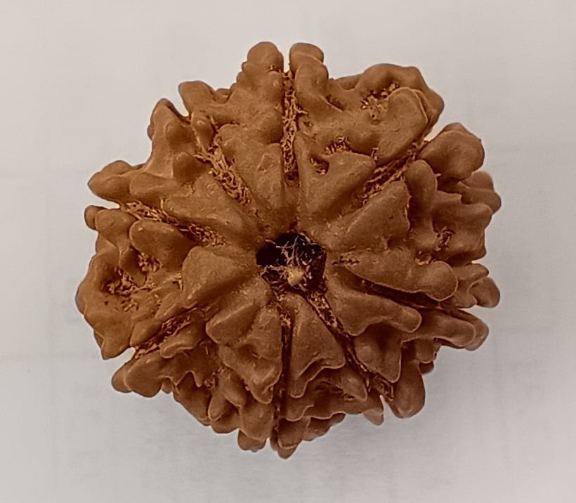 8 Mukhi Rudraksh