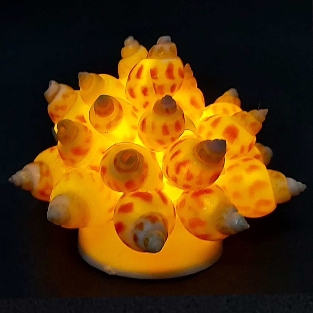 Hubshi Natural Seashell Modak Shankh Tea Light Diya (Shankh) 3 Pcs