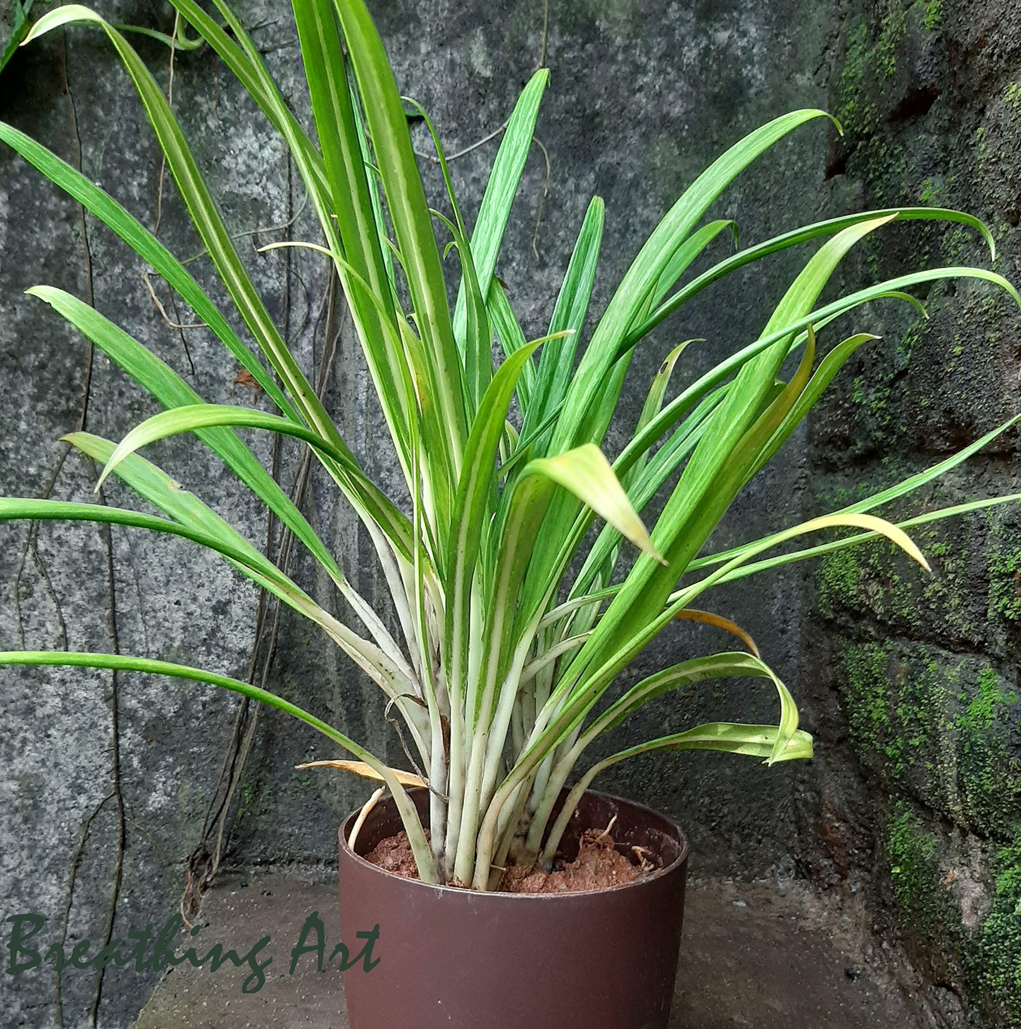 Breathing Art - Aglaonema 'Sette LUK Nguen ' (Rare Hybrid Variety) Indoor -Shelf/Table top (Planter Included)