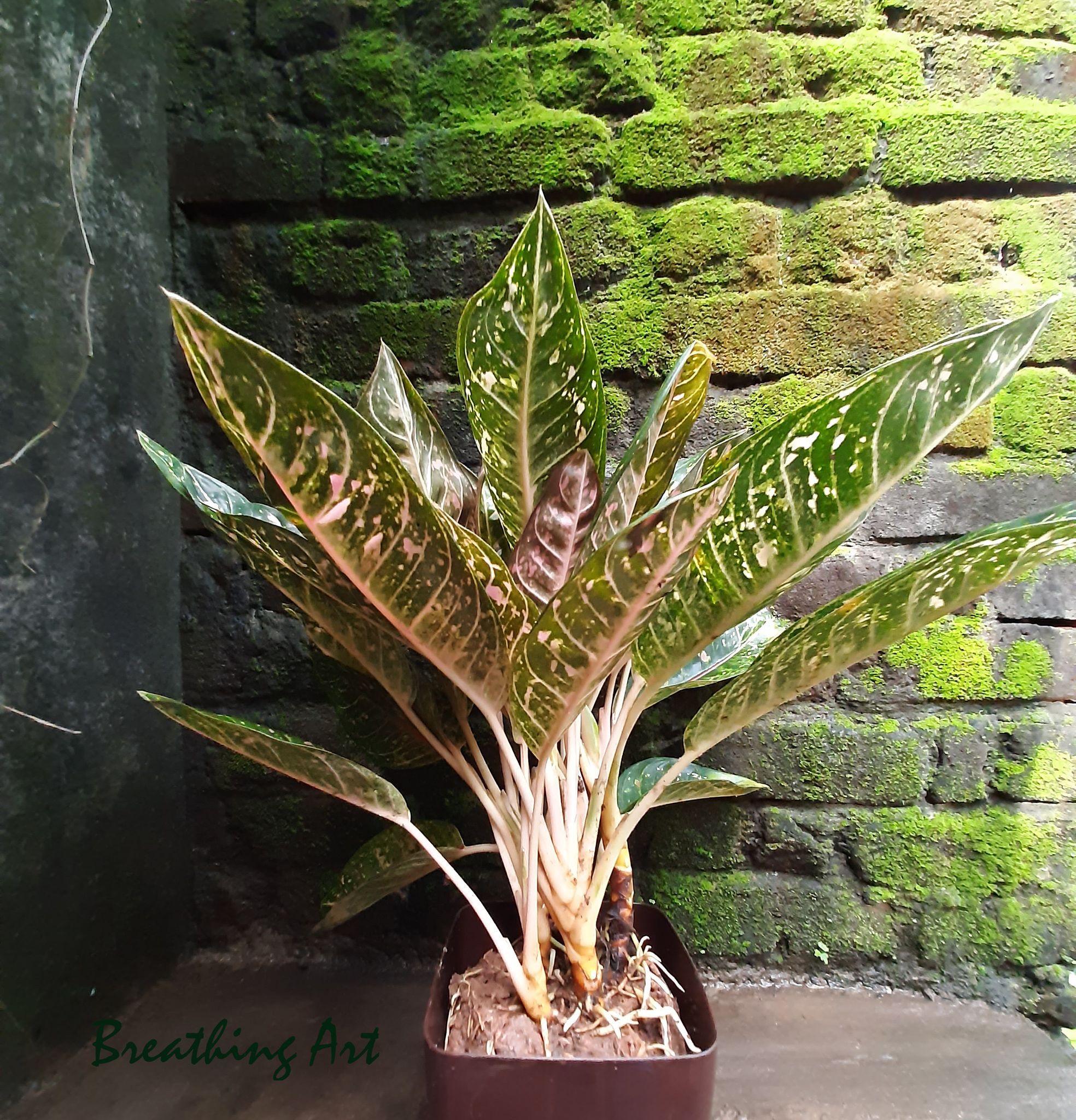 Breathing Art - Aglaonema 'Pink moon ' indoor / Outdoor /Table top/ Corner /  - (Planter included)