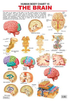 The Brain Wall Chart (Human Body Chart) - Both Side Hard Laminated (Size 48 x 73 cm) [Poster] Dreamland Publications