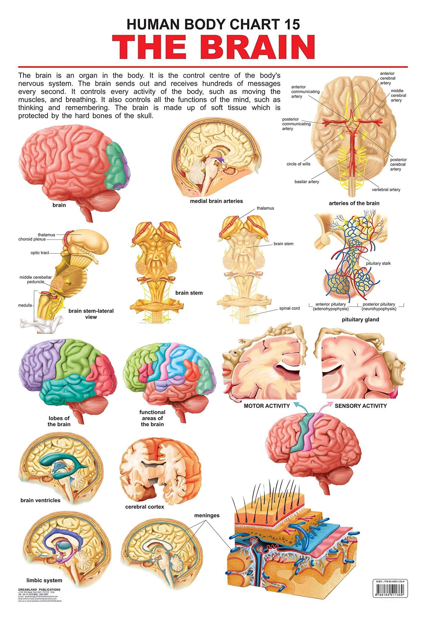 The Brain Wall Chart Human Body Chart Both Side Hard Laminated Size 48 X 73 Cm Poster 