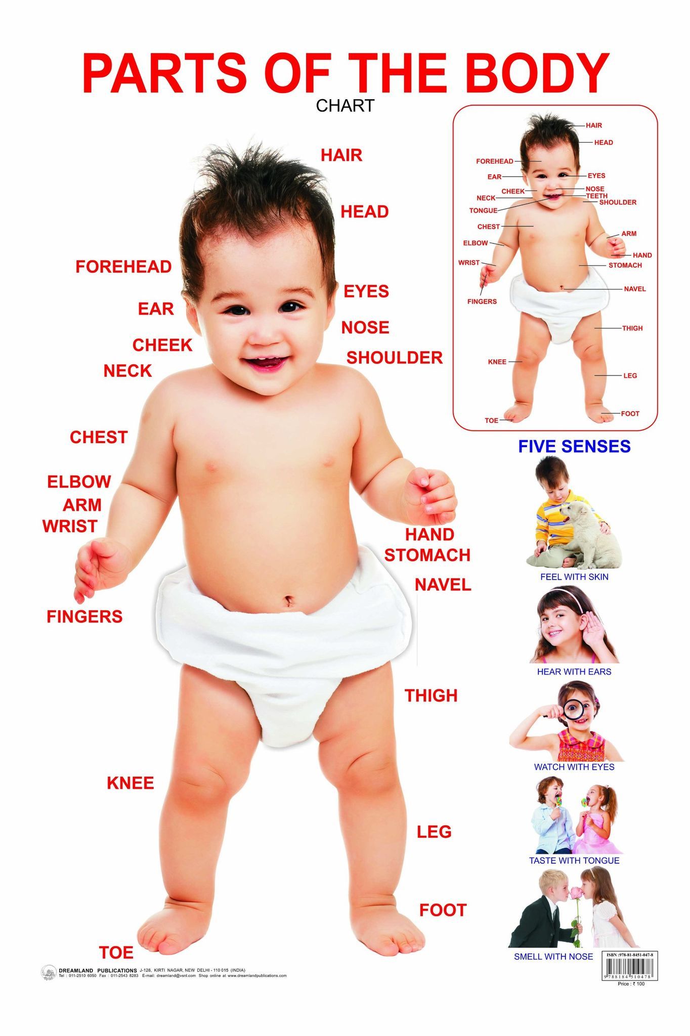 Parts of The Body Educational Wall Chart For Kids - Both Side Hard Laminated (Size 48 x 73 cm) [Poster] Dreamland Publications