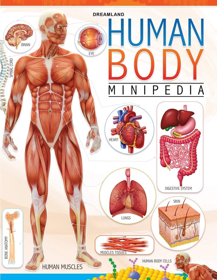 Human Body Minipedia [Paperback] Dreamland Publications