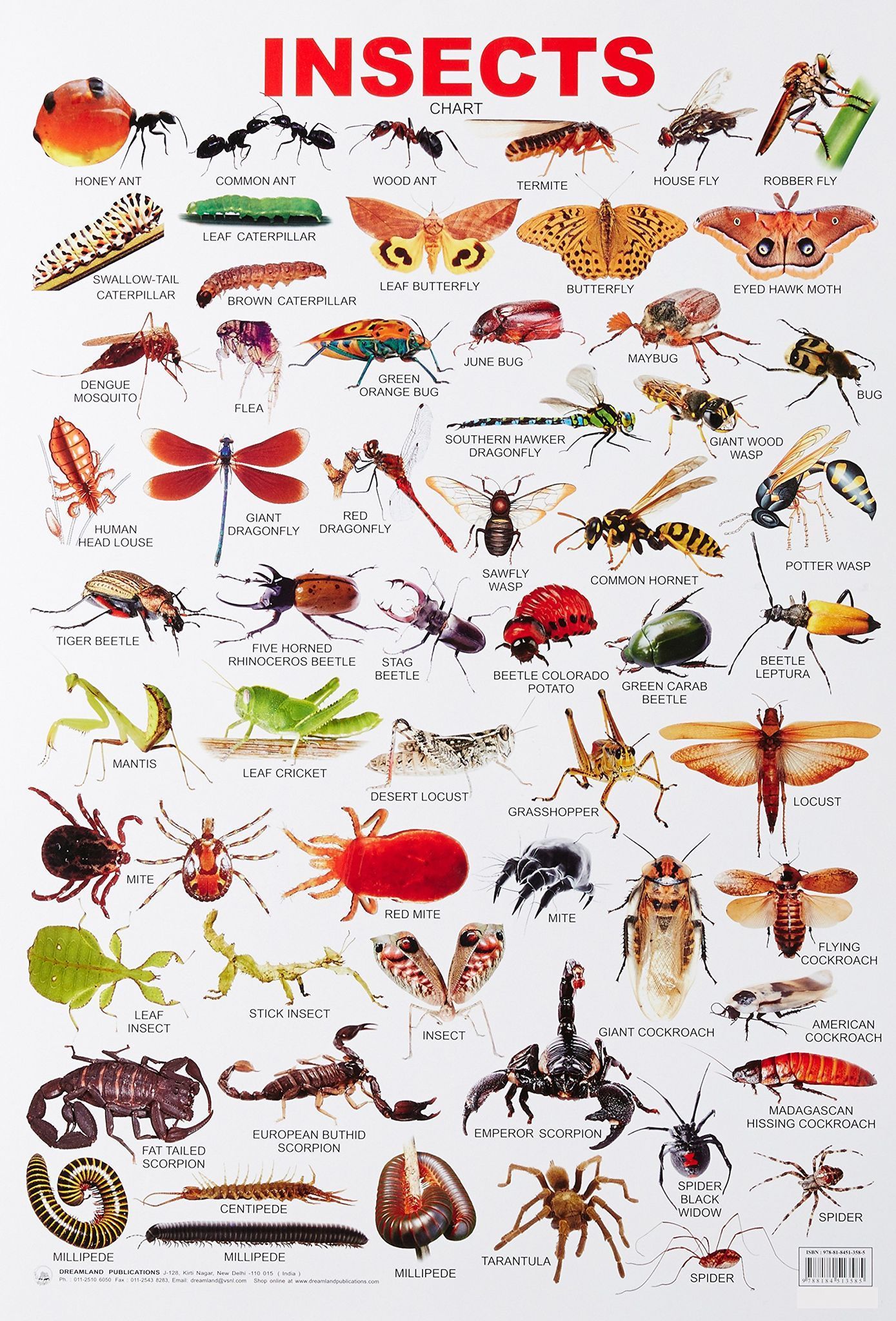 Insect Educational Wall Chart For Kids - Both Side Hard Laminated (Size 48 x 73 cm) [Poster] Dreamland Publications