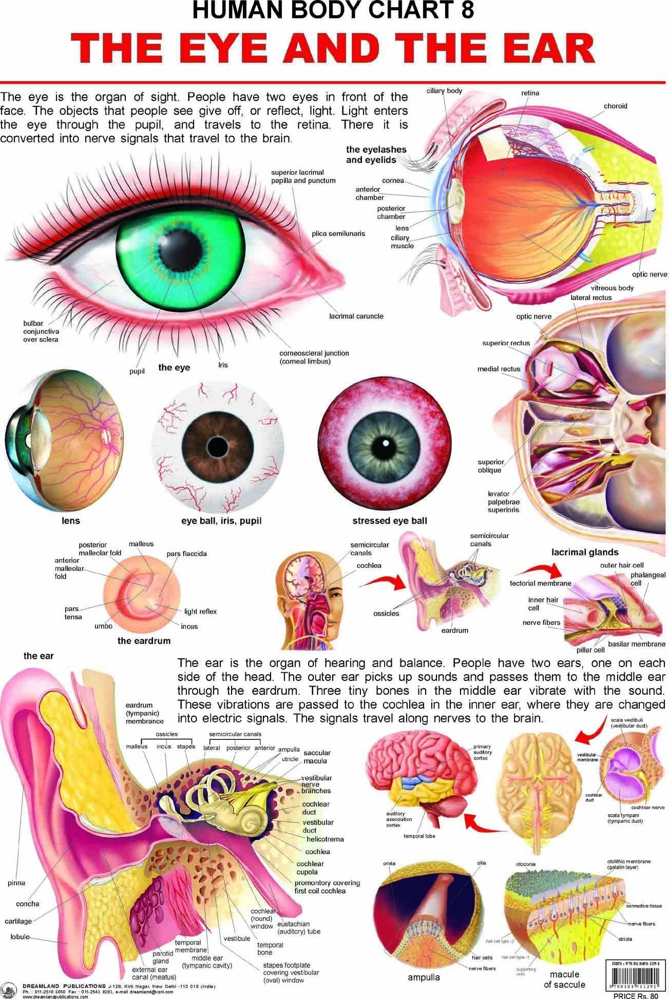 The Eye & the Ear Wall Chart (Human Body Chart) - Both Side Hard Laminated (Size 48 x 73 cm) [Poster] Dreamland Publications