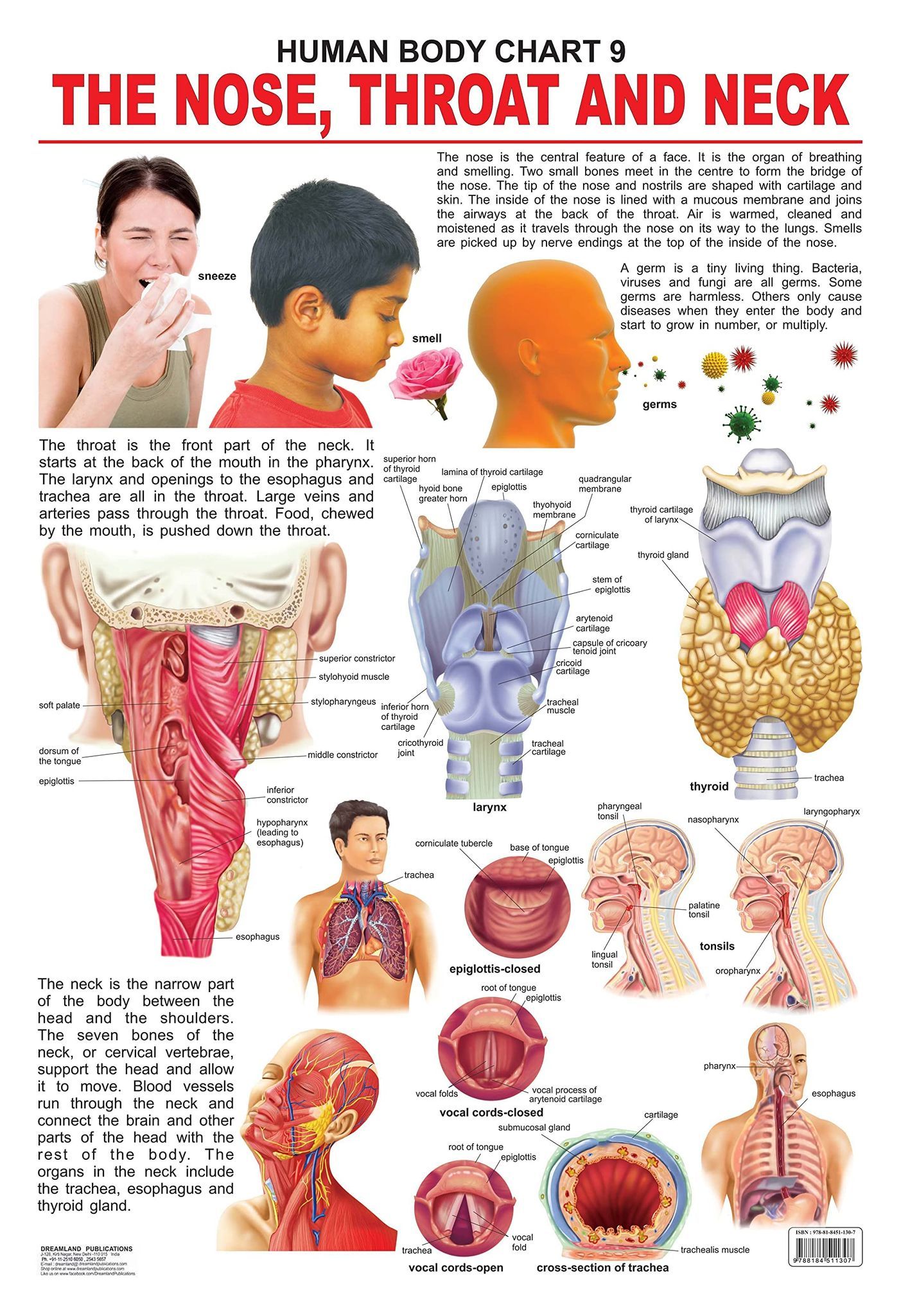 The Nose, Throat & Neck Wall Chart (Human Body Chart) - Both Side Hard Laminated (Size 48 x 73 cm) [Poster] Dreamland Publications