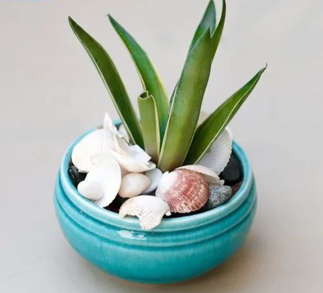 Ceramic Pot for Timeless Elegance