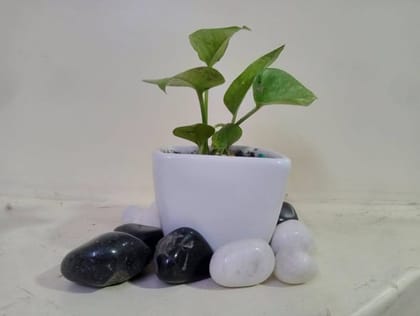 Lush Epipremnum Aureum (Money Plant) Set with Ceramic Pot, Soil, Colorful Pebbles, and Decorative Black and White Pebbles