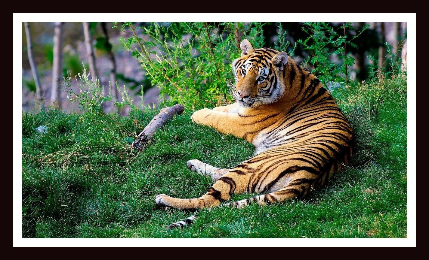 Beautiful Framed Scenery of Tiger For Home Decor,Office Decor & Gifting Size 12X18 Inches Framed Under Wooden Glass Frame