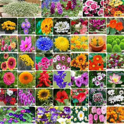 FLARE SEEDS India's Most popular Flower Seeds Outdoor Combo of 45 Packet of Seeds Garden Flower Seeds Pack By FLARE SEEDS