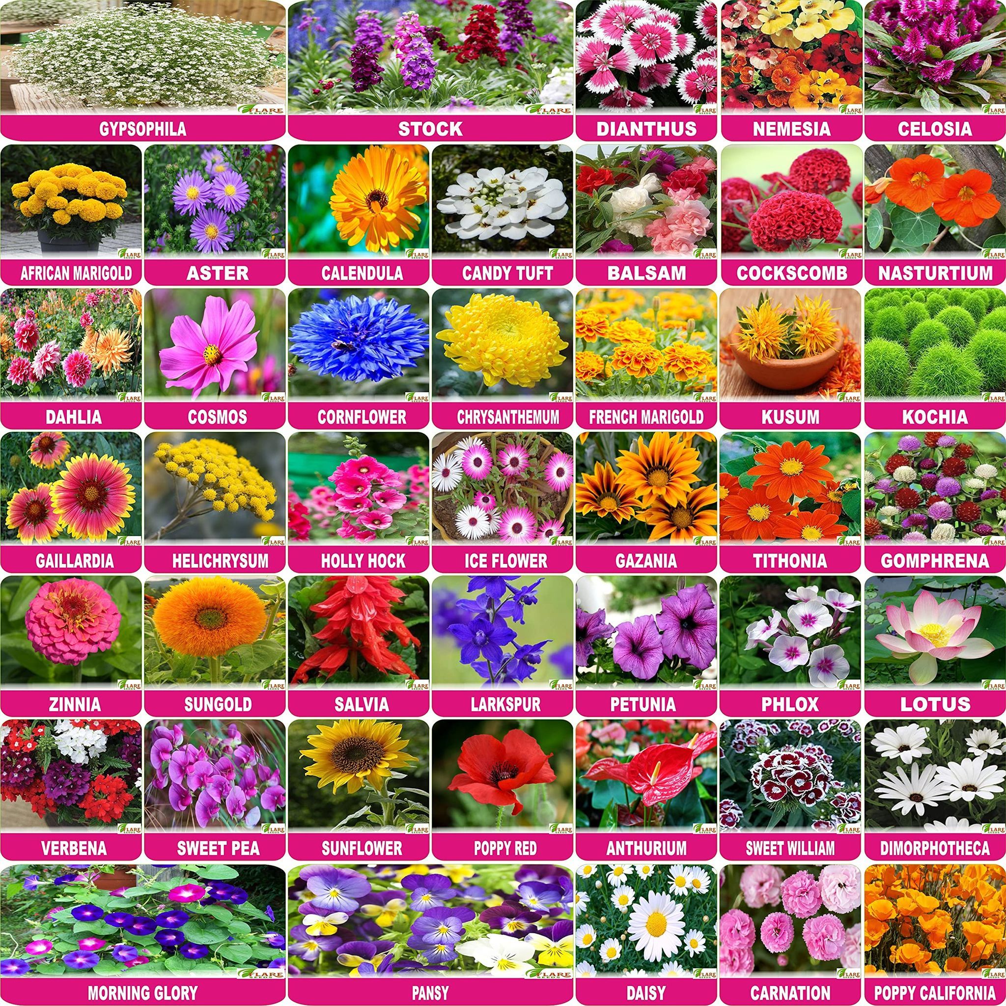 Flare Seeds Flower Seeds : Plant Seeds Outdoor Combo Of 45 Packet Of Seeds Garden Flower Seeds Pack By Flare Seeds, Multicolour