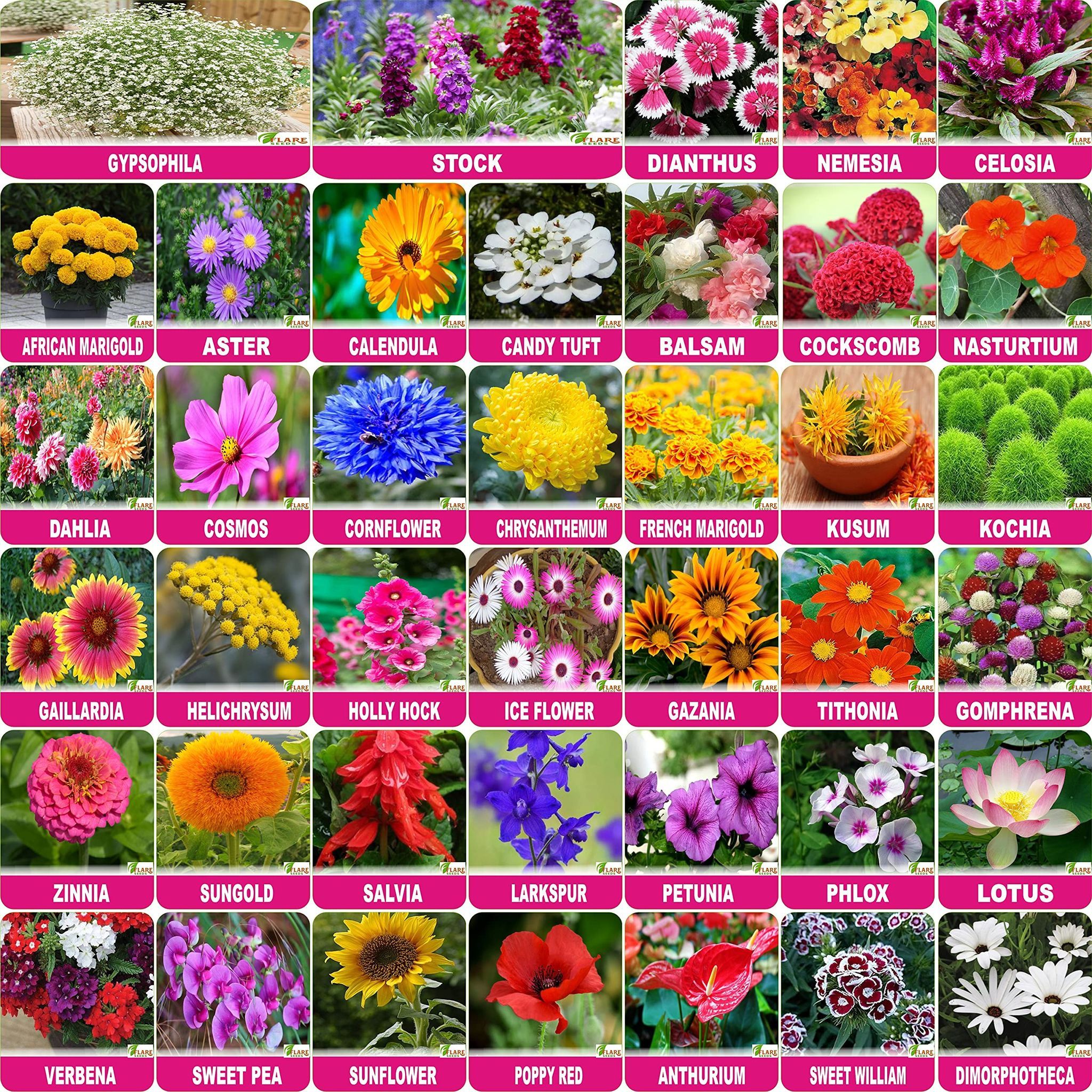 FLARE SEEDS Flower Seeds : Plant Seeds Outdoor Combo of 40 Packet of Seeds Garden Flower Seeds Pack By FLARE SEEDS