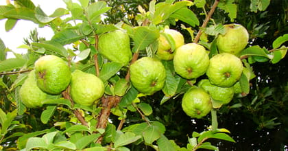 guava