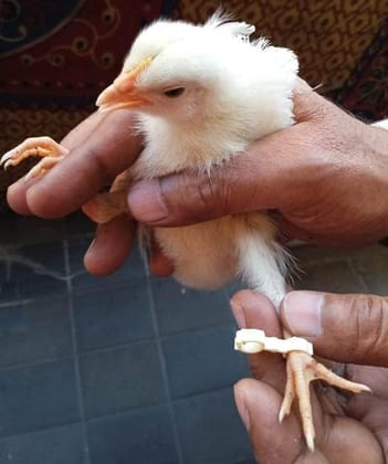 Correcting Spraddle OR Splayed Leg Birds Treatment Bracelet for Rare Poultry