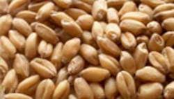 Wheat (WL-711)